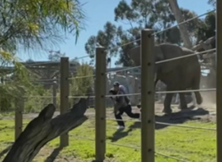 Dad Arrested After Bringing Toddler Into Elephant Habitat For Selfie.