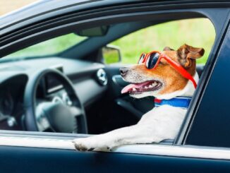 Man tries to switch seats with his dog when pulled over For DUI